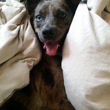 Entry image for Avery