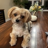 Entry image for Pepper