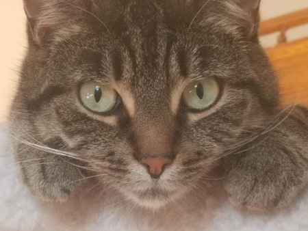 Entry image for Pepper. Clicking this image will show a larger photo