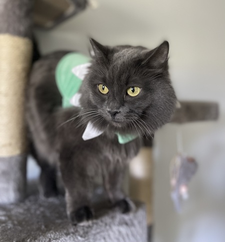 Entry image for Graciela. Clicking this image will show a larger photo