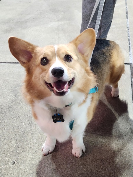 Entry image for Penny. Clicking this image will show a larger photo