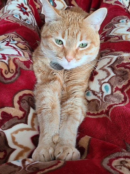 Buttercup Kelly