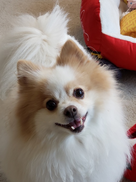 Entry image for Sweetpea . Clicking this image will show a larger photo