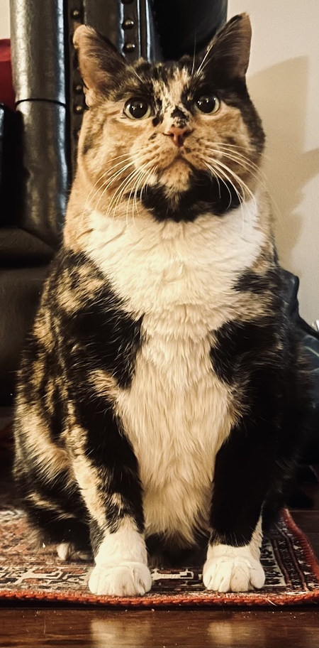 Entry image for Coco . Clicking this image will show a larger photo