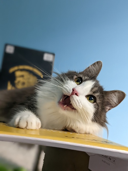 Entry image for Penny. Clicking this image will show a larger photo