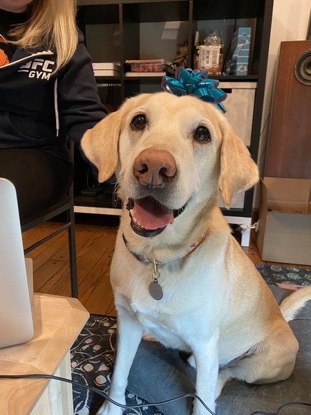 Entry image for Mr Peanutbutter . Clicking this image will show a larger photo