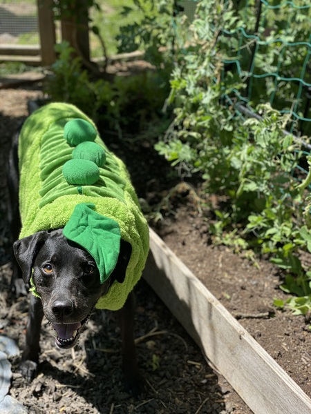 Entry image for Raven. Clicking this image will show a larger photo