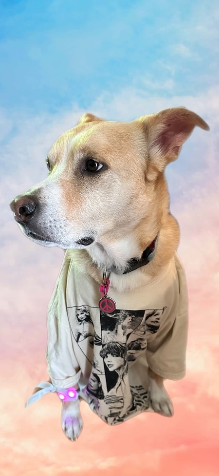 Entry image for Nola. Clicking this image will show a larger photo