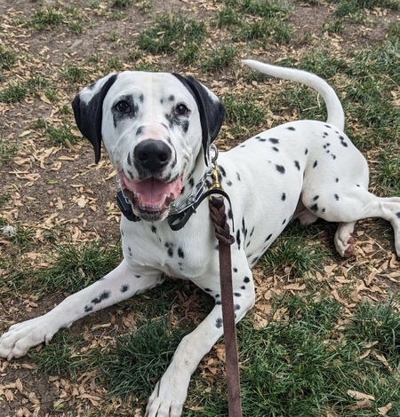 Entry image for Zeke. Clicking this image will show a larger photo