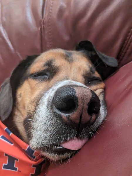 Entry image for Professor. Clicking this image will show a larger photo