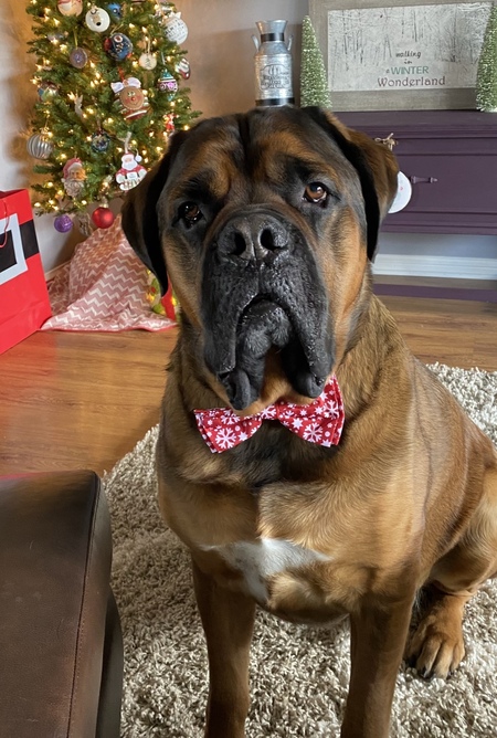 Entry image for Gus. Clicking this image will show a larger photo