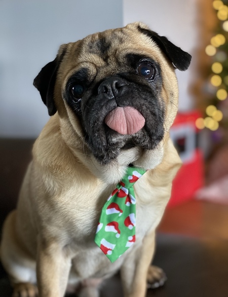 Entry image for Frank. Clicking this image will show a larger photo