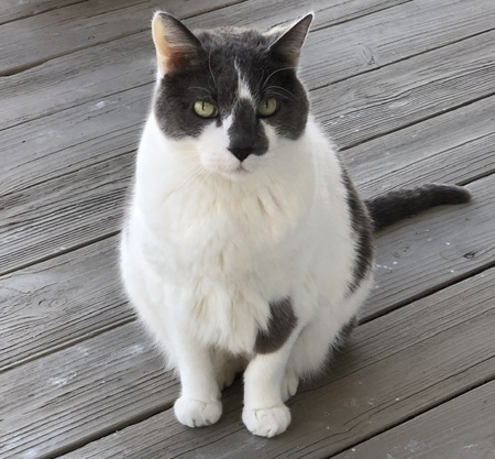 Entry image for Jasper . Clicking this image will show a larger photo