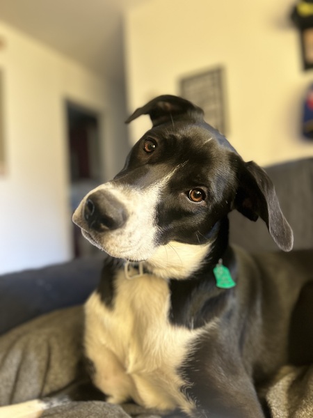 Entry image for Elektra. Clicking this image will show a larger photo