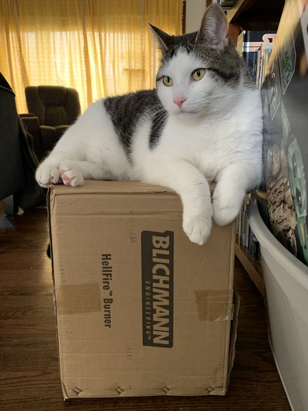 Entry image for Gordon. Clicking this image will show a larger photo