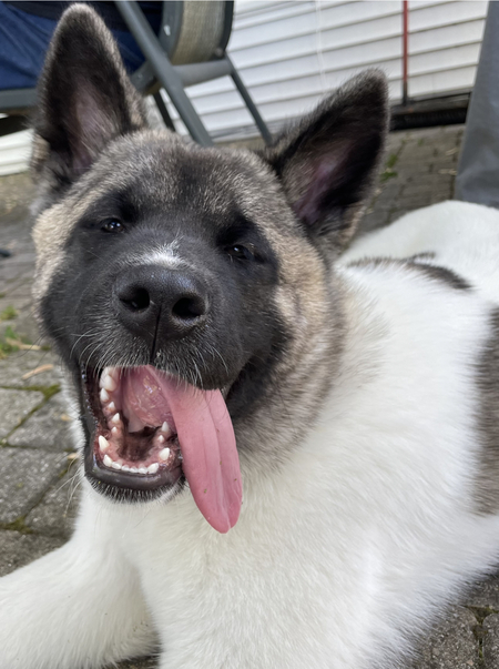 Entry image for Kora. Clicking this image will show a larger photo