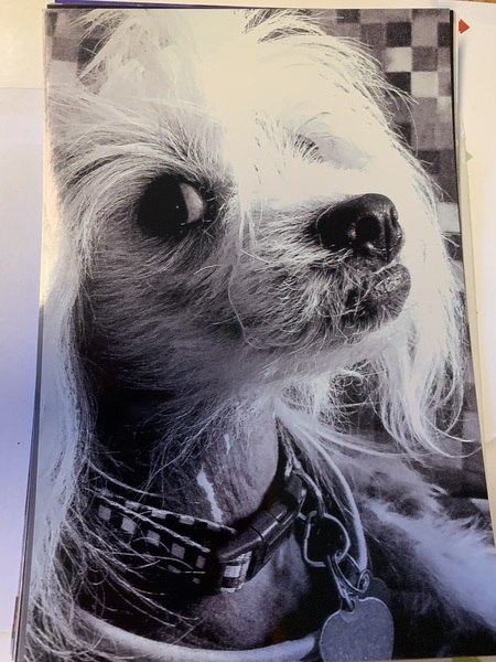 Entry image for Finn. Clicking this image will show a larger photo