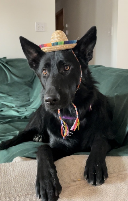 Entry image for Dita Von Woofsalot. Clicking this image will show a larger photo