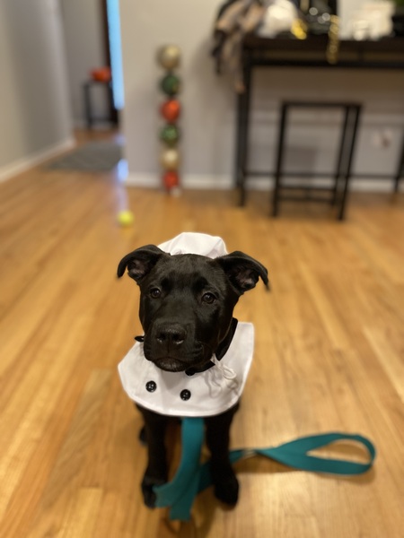 Entry image for Murphy. Clicking this image will show a larger photo