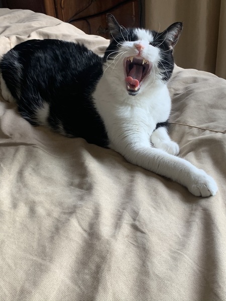 Entry image for Bear. Clicking this image will show a larger photo