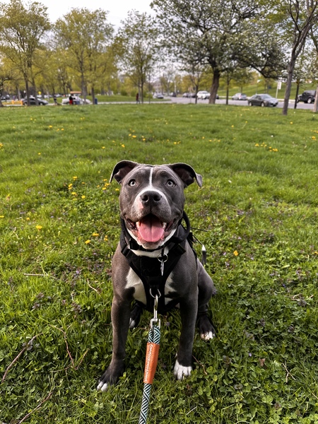 Entry image for Luna . Clicking this image will show a larger photo