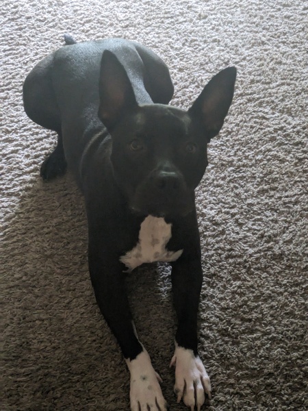 Entry image for Monty. Clicking this image will show a larger photo