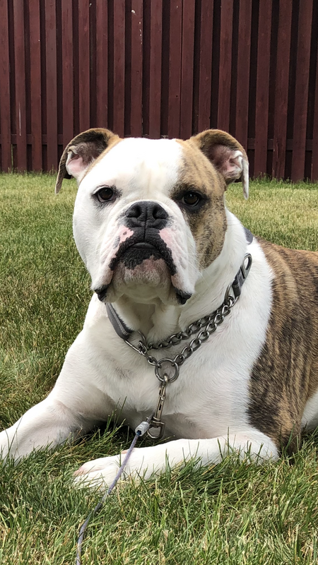 Entry image for Kingsley. Clicking this image will show a larger photo