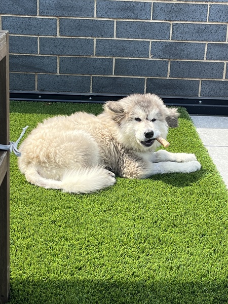 Entry image for Bobert. Clicking this image will show a larger photo