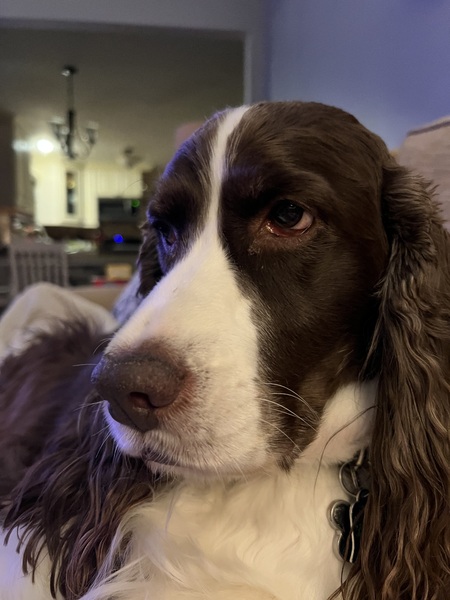 Entry image for Lincoln. Clicking this image will show a larger photo