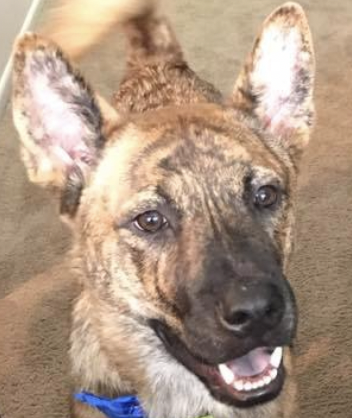 Entry image for Tiger. Clicking this image will show a larger photo