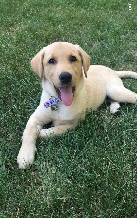 Entry image for Ruby. Clicking this image will show a larger photo