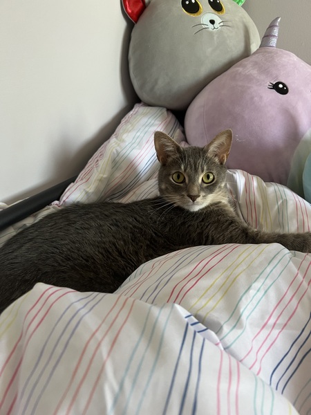 Entry image for Cosmo. Clicking this image will show a larger photo