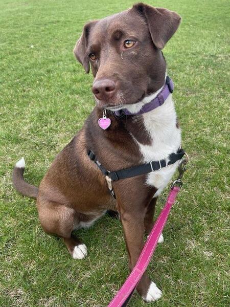 Entry image for Brownie. Clicking this image will show a larger photo