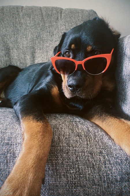 Entry image for Rowie. Clicking this image will show a larger photo