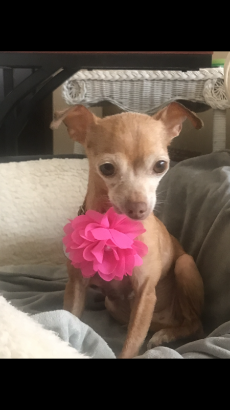 Entry image for Gabby. Clicking this image will show a larger photo