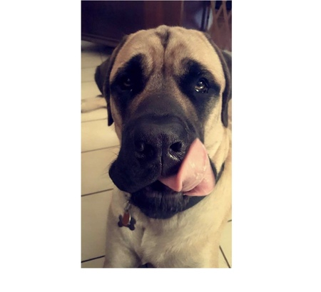 Entry image for Diesel. Clicking this image will show a larger photo