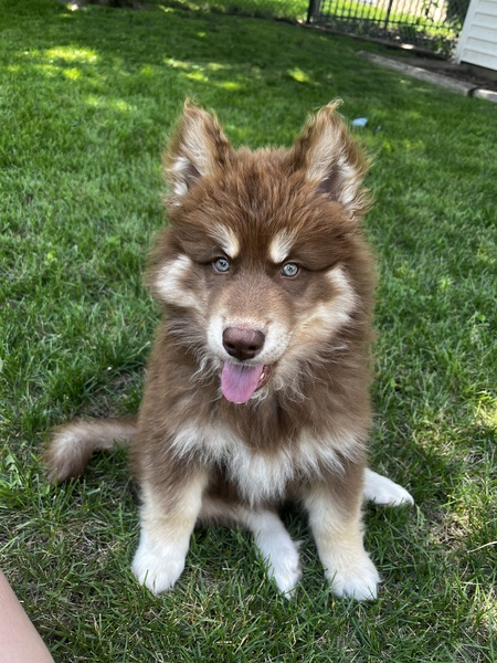 Entry image for Leo. Clicking this image will show a larger photo