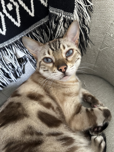 Entry image for Leo. Clicking this image will show a larger photo