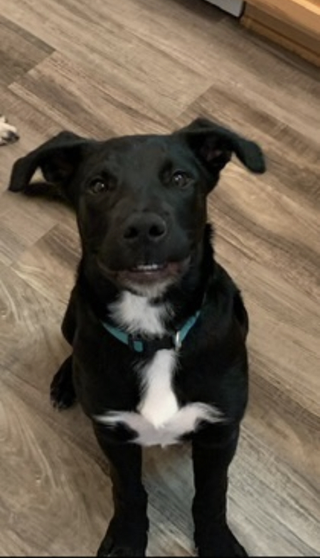 Entry image for Milo. Clicking this image will show a larger photo