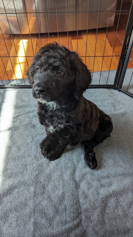 Entry image for Nova. Clicking this image will show a larger photo