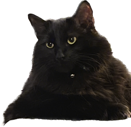 Entry image for Jack Black. Clicking this image will show a larger photo