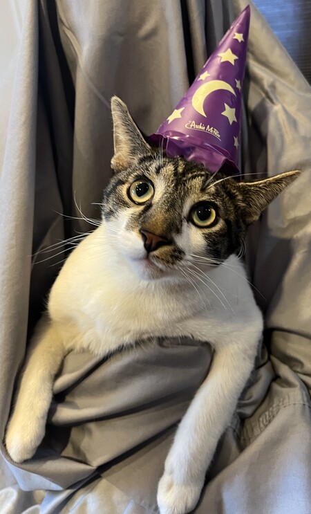 Merlin the Meowgician