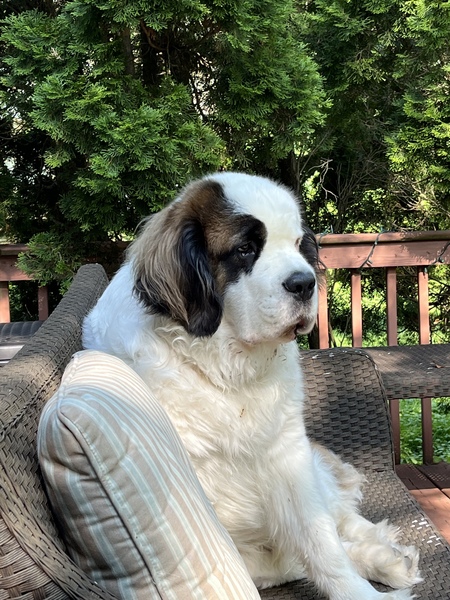 Entry image for Ollie. Clicking this image will show a larger photo