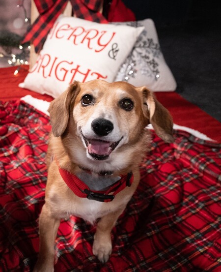 Entry image for Romeo. Clicking this image will show a larger photo