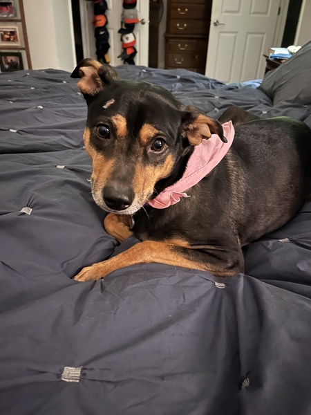 Entry image for Lexi. Clicking this image will show a larger photo