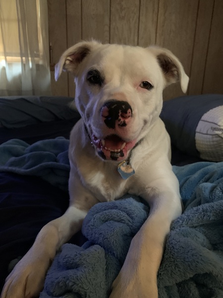 Entry image for Alfred. Clicking this image will show a larger photo