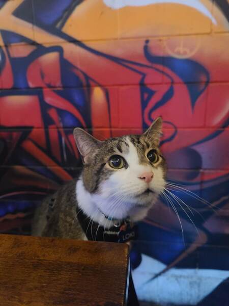 Entry image for Loki. Clicking this image will show a larger photo