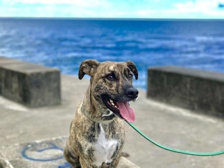 Entry image for Otis. Clicking this image will show a larger photo