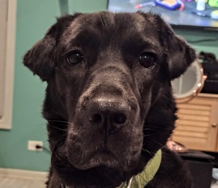 Entry image for Phoebe. Clicking this image will show a larger photo