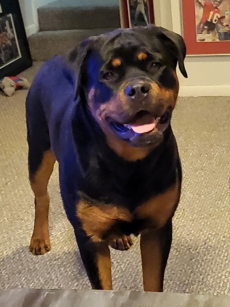 Entry image for Lucy. Clicking this image will show a larger photo